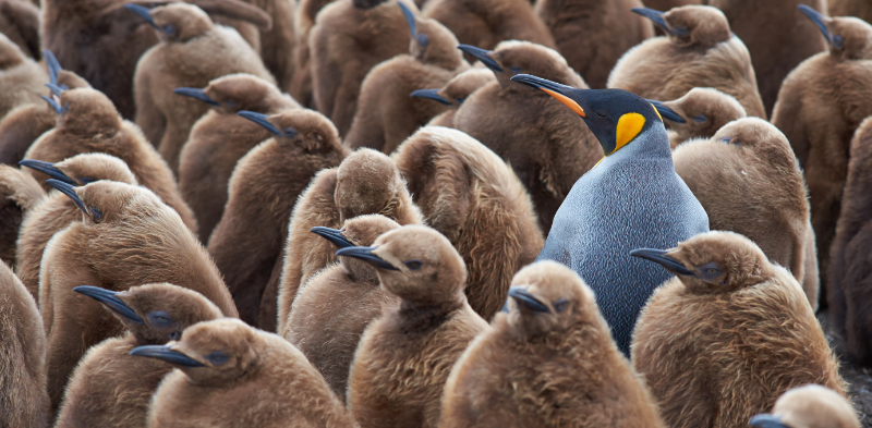 Colourful penguin among brown penguins